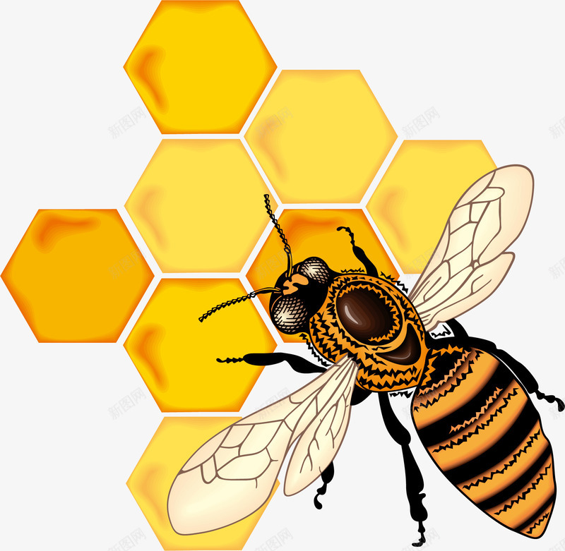 可爱卡通手绘蜜蜂蜜蜂采蜜png免抠素材_88icon https://88icon.com 可爱卡通手绘 蜜蜂 蜜蜂采蜜