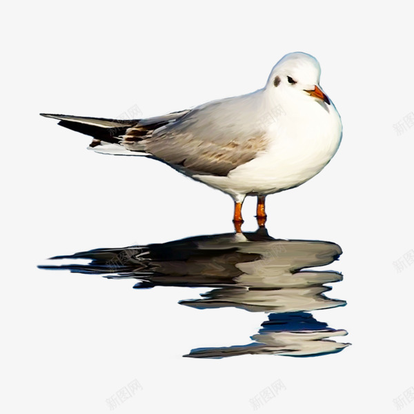 一只鹧鸪png免抠素材_88icon https://88icon.com 倒影 手绘 白色 素材
