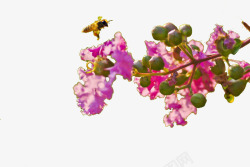 紫薇花飘香素材