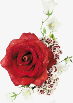 红色玫瑰花大红色玫瑰花素材