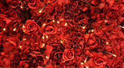 红色玫瑰背景素材