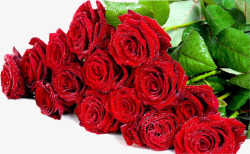 红色鲜花玫瑰植物情人节素材