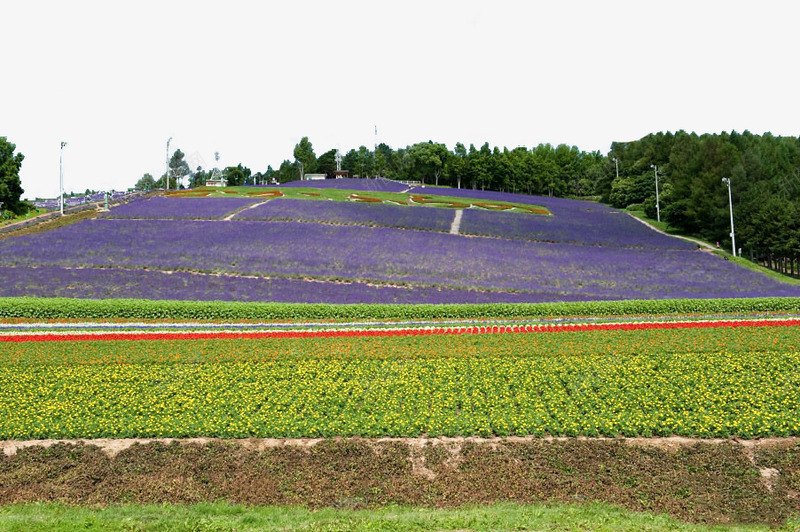 町营薰衣草园png免抠素材_88icon https://88icon.com 世界各地 世界风景 北海道 名胜古迹 外国风景 富良野 摄影 摄影图片 旅游摄影 旅游风光 町营薰衣草园 高清 高清图片