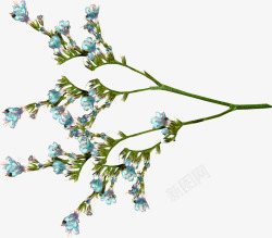 绽放的唯美蓝色花朵素材