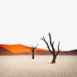沙漠余晖下的枯树素材