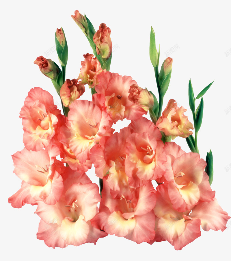 花png免抠素材_88icon https://88icon.com 康乃馨 真花 花卉 金黄