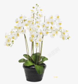 白色花卉黑色花盆插花软装装饰素材