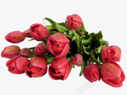 一束红色玫瑰花花苞装饰素材