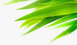 绿色竹叶风光素材