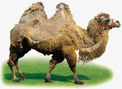 吃苦沙漠中的骆驼高清图片