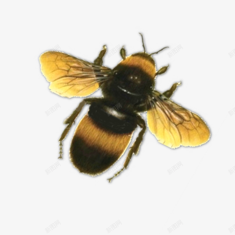 可爱的小蜜蜂png免抠素材_88icon https://88icon.com 可爱的 小清新蜜蜂 斑纹的蜜蜂 蜂巢里的蜜蜂 蜂王 蜜蜂 马蜂 黄色