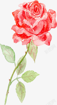 红色手绘花朵植物玫瑰素材