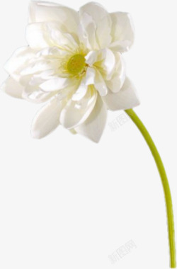 白色绽放洁净花朵素材