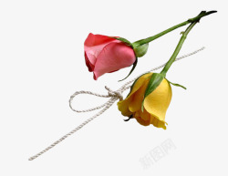 绿色玫瑰花红色玫瑰花素材