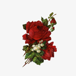 红色铃红色玫瑰花高清图片