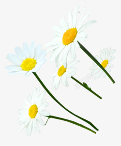 手绘白色自然风光花朵素材