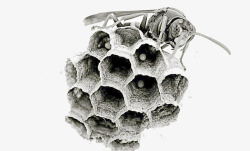 蜜蜂筑巢素材
