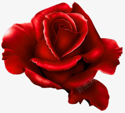 大朵红玫瑰素材