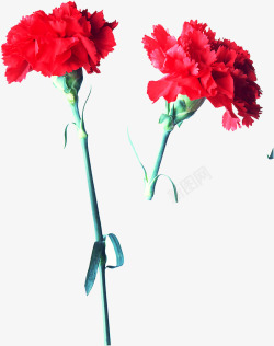 红色鲜花康乃馨花朵母亲节鲜红素材