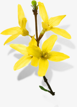 黄色清新春天花朵风光素材