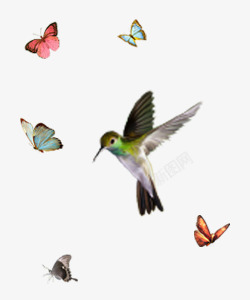 飞舞的蝴蝶和小鸟素材