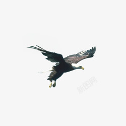 丛林鸟类展翅飞翔的老鹰高清图片