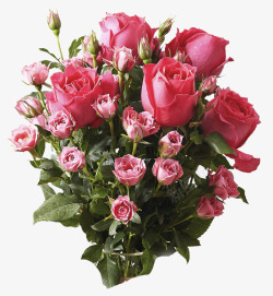 粉色鲜艳玫瑰花束装饰素材