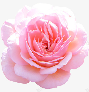 粉色盛开千叶玫瑰png免抠素材_88icon https://88icon.com 千叶 玫瑰 盛开 粉色