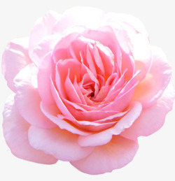 粉色盛开千叶玫瑰素材