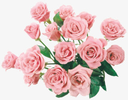 一大束白玫瑰一大束鲜花高清图片