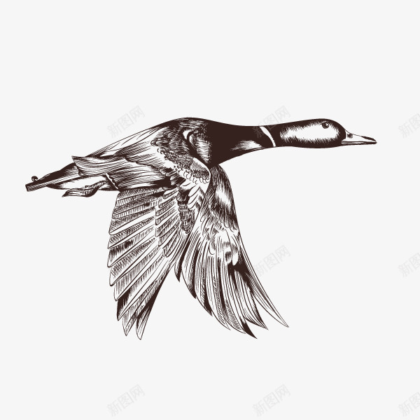 卡通素描飞翔的鸟png免抠素材_88icon https://88icon.com 手绘 森林野生动物 素描 线描鸟 羽毛 翅膀 飞翔的鸟