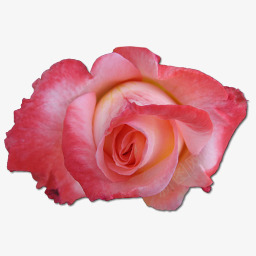 玫瑰love字增加中国的图标图标