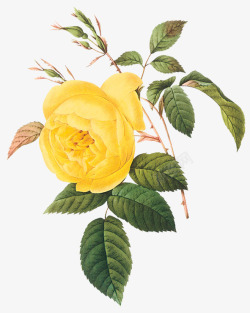 黄色玫瑰花花枝装饰素材