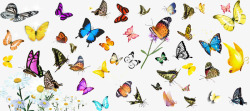 蝴蝶透明背景素材