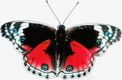 红黑蝴蝶矢量图素材