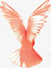 粉色羽毛鸽子素材