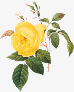 手绘黄色玫瑰淘宝背景素材