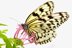春季清新蝴蝶可爱动物素材