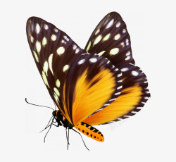 斑斓花纹手绘飞翔漂亮蝴蝶高清图片