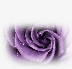 紫色梦幻花朵玫瑰素材