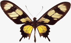 黑色长翅蝴蝶标本素材