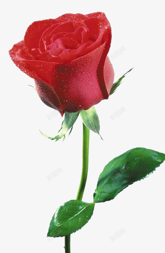 玫瑰热情绽放热恋png免抠素材_88icon https://88icon.com 休闲 可爱 唯美 旅游 浪漫 热恋 热情 玫瑰庄园 红色 设计