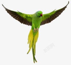 飞翔的鹦鹉飞翔的绿色鹦鹉高清图片