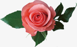 粉色玫瑰关爱女人素材