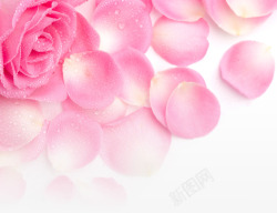 粉色玫瑰花瓣露珠七夕素材