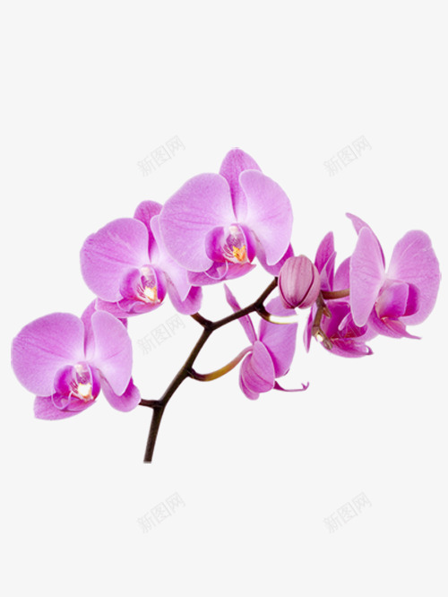 绽放的粉色蝴蝶兰png免抠素材_88icon https://88icon.com 产品实物 好看的蝴蝶兰 漂亮的蝴蝶兰 粉色的蝴蝶兰