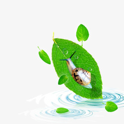 植物绿芽图片蜗牛绿叶高清图片