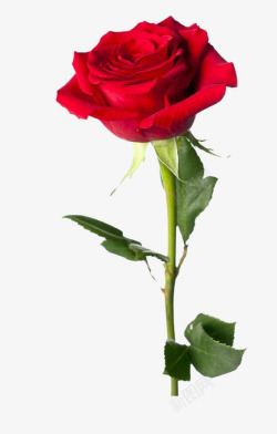 艳丽的玫瑰花产品实物红色玫瑰花高清图片