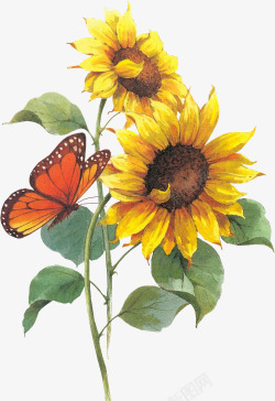 手绘黄色向日葵蝴蝶素材
