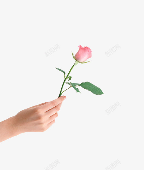 手中的玫瑰png免抠素材_88icon https://88icon.com 化妆品装饰 手 手中玫瑰 玫瑰 玫瑰花 玫瑰花素材 粉色玫瑰